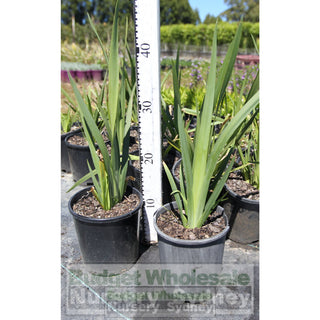 Wild Iris 140Mm Pot Dietes Grandiflora Plants
