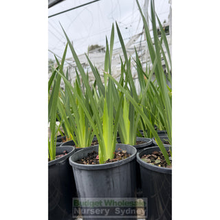 Wild Iris 140mm pot dietes grandiflora - Plants