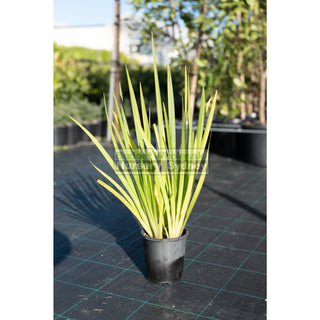 Wild Iris 140Mm Pot Dietes Grandiflora Plants