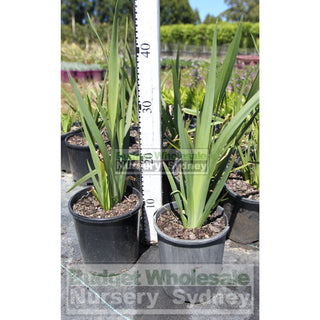 Wild Iris 140Mm Pot Dietes Grandiflora Plants