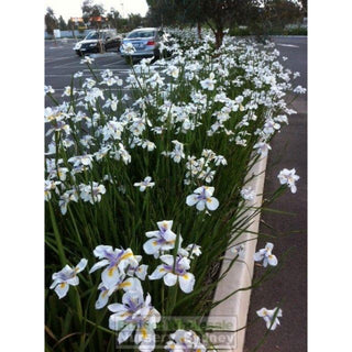 Wild Iris 140Mm Pot Dietes Iridoides Plants