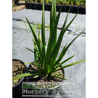 Wild Iris Large 200Mm Pot Dietes Grandiflora Plants