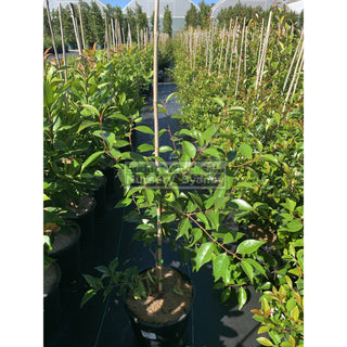 Xylosma Senticosa 200Mm Pot Plants