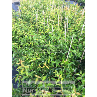 Xylosma Senticosa 200Mm Pot Plants