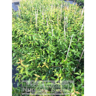 Xylosma Senticosa Xlarge 400Mm Pot Plants