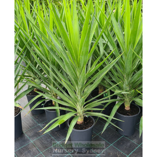 Yucca 200mm pot Pot Plants