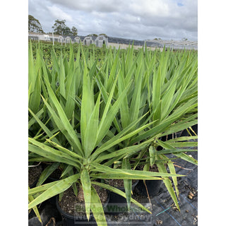 Yucca 200Mm Pot Pot Plants