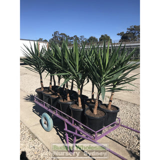 Yucca 200Mm Pot Pot Plants