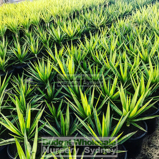 Yucca 200Mm Pot Pot Plants