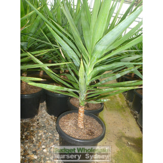 Yucca 200Mm Pot Pot Plants