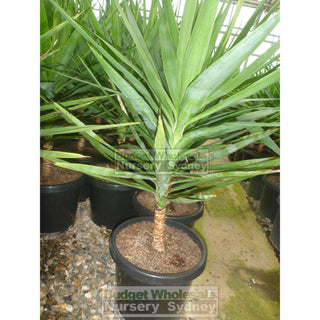 Yucca 200Mm Pot Pot Plants