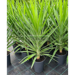 Yucca 200mm pot Pot Plants