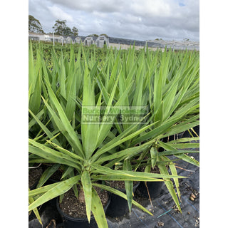 Yucca 200Mm Pot Pot Plants