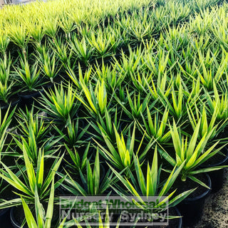 Yucca 200Mm Pot Pot Plants