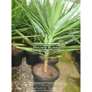 Yucca Xlarge 300Mm Pot Pot Standards Plants