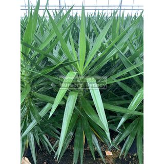 Yucca Xlarge 300Mm Pot Pot Standards Plants