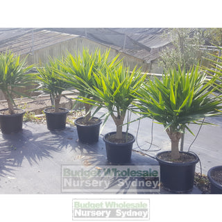 Yucca Advanced 400Mm Pot Standards Plants
