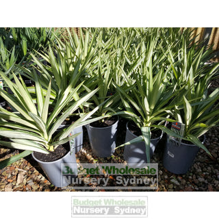 Yucca Elephantipes Silver Star 200Mm Default Type