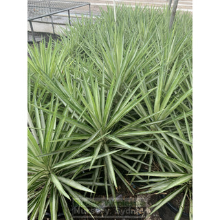 Yucca Elephantipes Silver Star Large 300Mm Pots Default Type