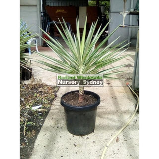 Yucca Elephantipes Silver Star Large 300Mm Pots Default Type