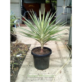Yucca Elephantipes Silver Star Large 300Mm Pots Default Type