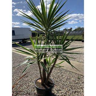Yucca Elephantipes Silver Star Xxl 400Mm Pots Default Type