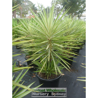 Yucca Elephantipes Silver Star Xxl 400Mm Pots Default Type