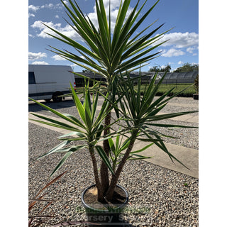 Yucca Elephantipes Silver Star Xxl 400Mm Pots Default Type