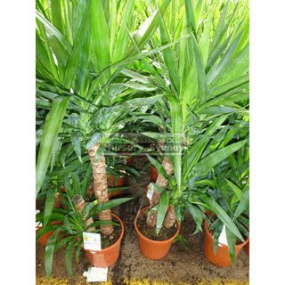 Yucca Elephantipes Standards 175Mm Pot Default Type