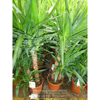 Yucca Elephantipes Standards 175Mm Pot Default Type