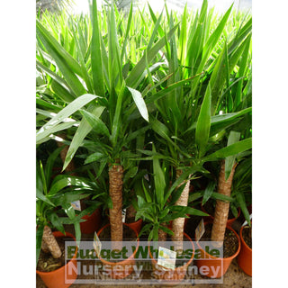 Yucca Elephantipes Standards 175Mm Pot Default Type