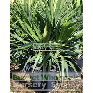 Yucca Elephantipes Super Advanced 150L Pot Plants