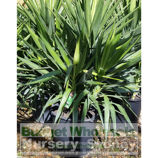 Yucca Elephantipes Super Advanced 150L Pot Plants