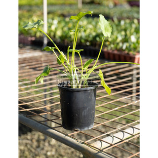 Zantedeschia Green Goddess 140Mm Arum Lilly