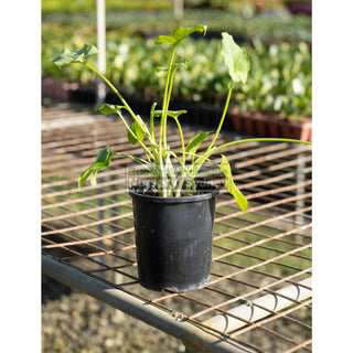Zantedeschia Green Goddess 140Mm Arum Lilly