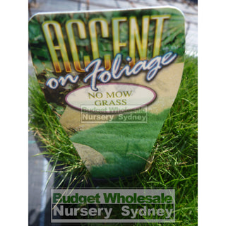 Zoysia Tenuifolia No Mow Grass (Korean Velvet Grass) 140Mm Gift Card