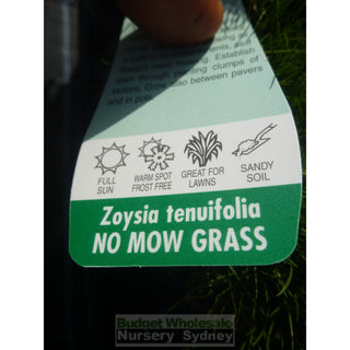 Zoysia Tenuifolia No Mow Grass (Korean Velvet Grass) 140Mm Gift Card