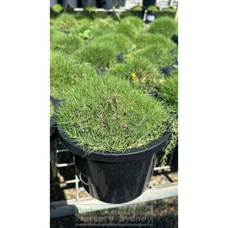 Zoysia tenuifolia ’No Mow Grass’ (Korean Velvet Grass) 200mm Gift Card