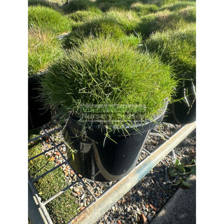 Zoysia tenuifolia ’No Mow Grass’ (Korean Velvet Grass) 200mm Gift Card