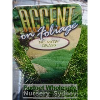 Zoysia Tenuifolia No Mow Grass (Korean Velvet Grass) 140Mm Gift Card