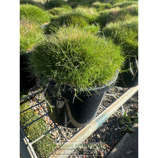 Zoysia tenuifolia ’No Mow Grass’ (Korean Velvet Grass) 200mm Gift Card