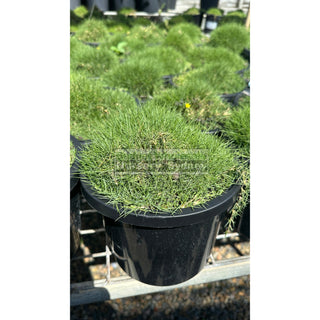 Zoysia tenuifolia ’No Mow Grass’ (Korean Velvet Grass) 200mm Gift Card