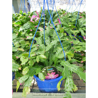 Zygocactus Schlumbergera Gaertneri 175Mm Hanger Default Type
