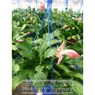 Zygocactus Schlumbergera Gaertneri 175Mm Hanger Default Type