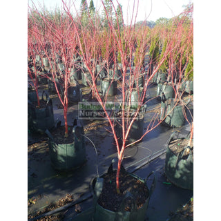 Acer Palmatum Sango Kaku Syn Senkaki 100Lt Default Type