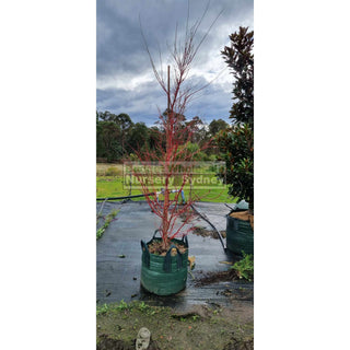 Acer Palmatum Sango Kaku Syn Senkaki 100Lt Default Type