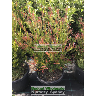 Acmena Cherry Surprise Large 300Mm Pot Plants