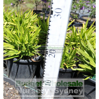 Agapanthus Peter Pan 140Mm Pots Plants