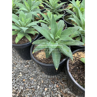 Agave Attenuata 150Mm Pot Plants