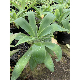 Agave Attenuata 150Mm Pot Plants